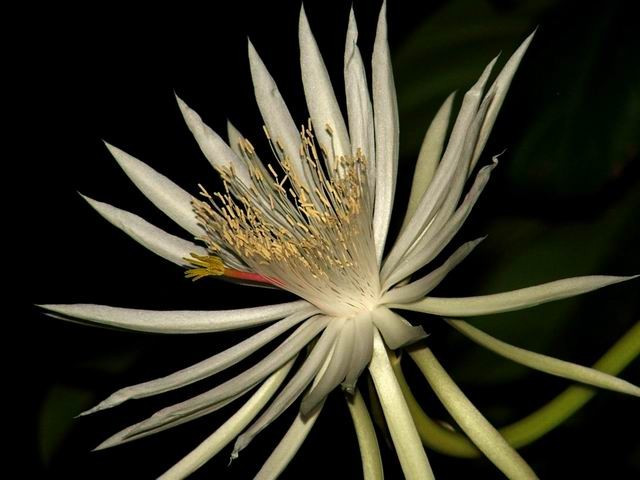 10 loài hoa đắt nhất hành tinh, có tiền cũng không mua được 10 loai hoa dat nhat hanh tinh, co tien cung khong mua duoc