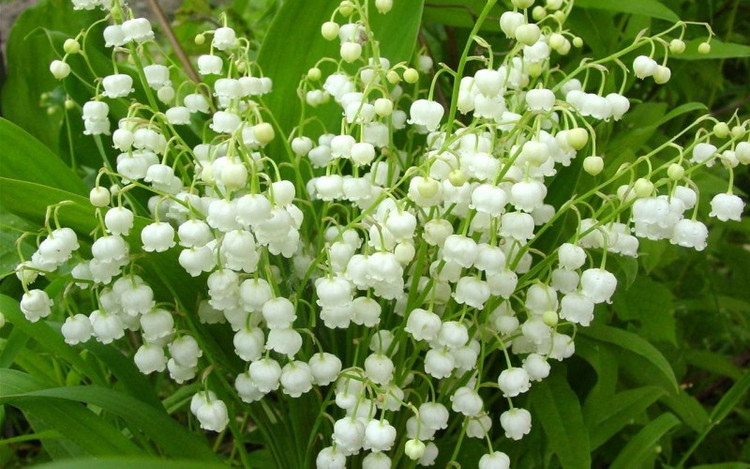 10 loài hoa đắt nhất hành tinh, có tiền cũng không mua được - Hình 11 10 loai hoa dat nhat hanh tinh, co tien cung khong mua duoc-Hinh-11