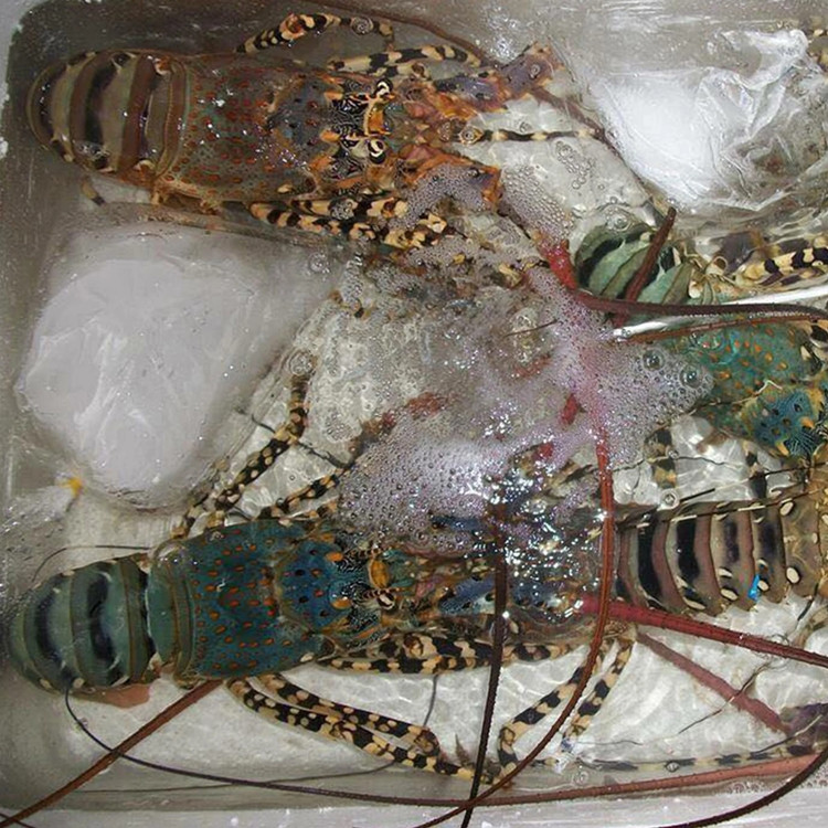 4 loai tom hum dat do duoc ua chuong tai Viet Nam-Hinh-5