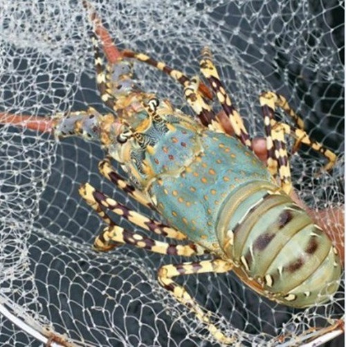 4 loai tom hum dat do duoc ua chuong tai Viet Nam-Hinh-3