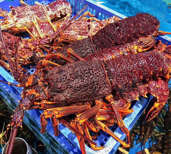 4 loai tom hum dat do duoc ua chuong tai Viet Nam-Hinh-10