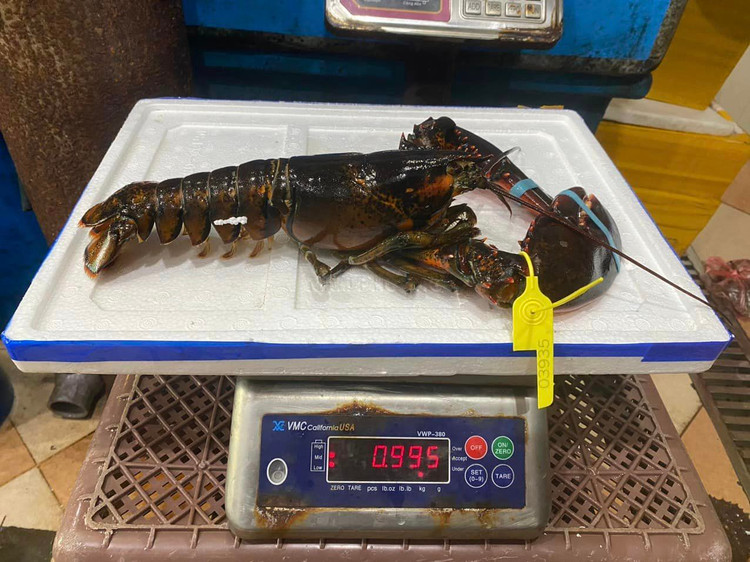 4 loai tom hum dat do duoc ua chuong tai Viet Nam-Hinh-8