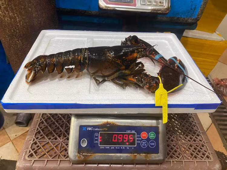 4 loai tom hum dat do duoc ua chuong tai Viet Nam-Hinh-8