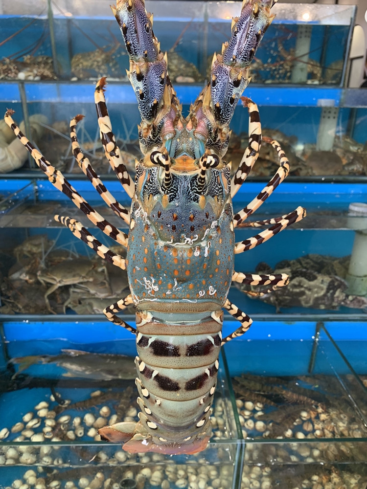 4 loai tom hum dat do duoc ua chuong tai Viet Nam-Hinh-2