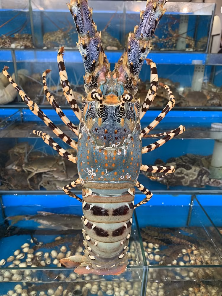 4 loai tom hum dat do duoc ua chuong tai Viet Nam-Hinh-2