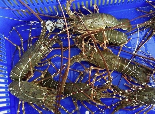 4 loai tom hum dat do duoc ua chuong tai Viet Nam-Hinh-4