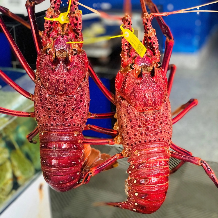 4 loai tom hum dat do duoc ua chuong tai Viet Nam-Hinh-11