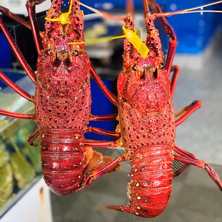 4 loai tom hum dat do duoc ua chuong tai Viet Nam-Hinh-11