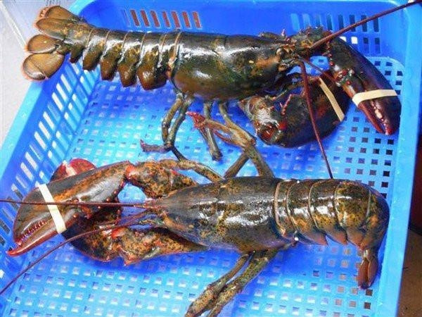 4 loai tom hum dat do duoc ua chuong tai Viet Nam-Hinh-7