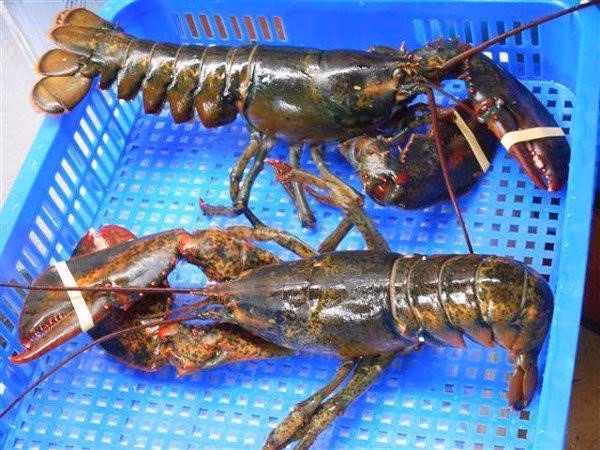 4 loai tom hum dat do duoc ua chuong tai Viet Nam-Hinh-7