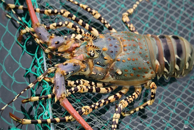 4 loai tom hum dat do duoc ua chuong tai Viet Nam