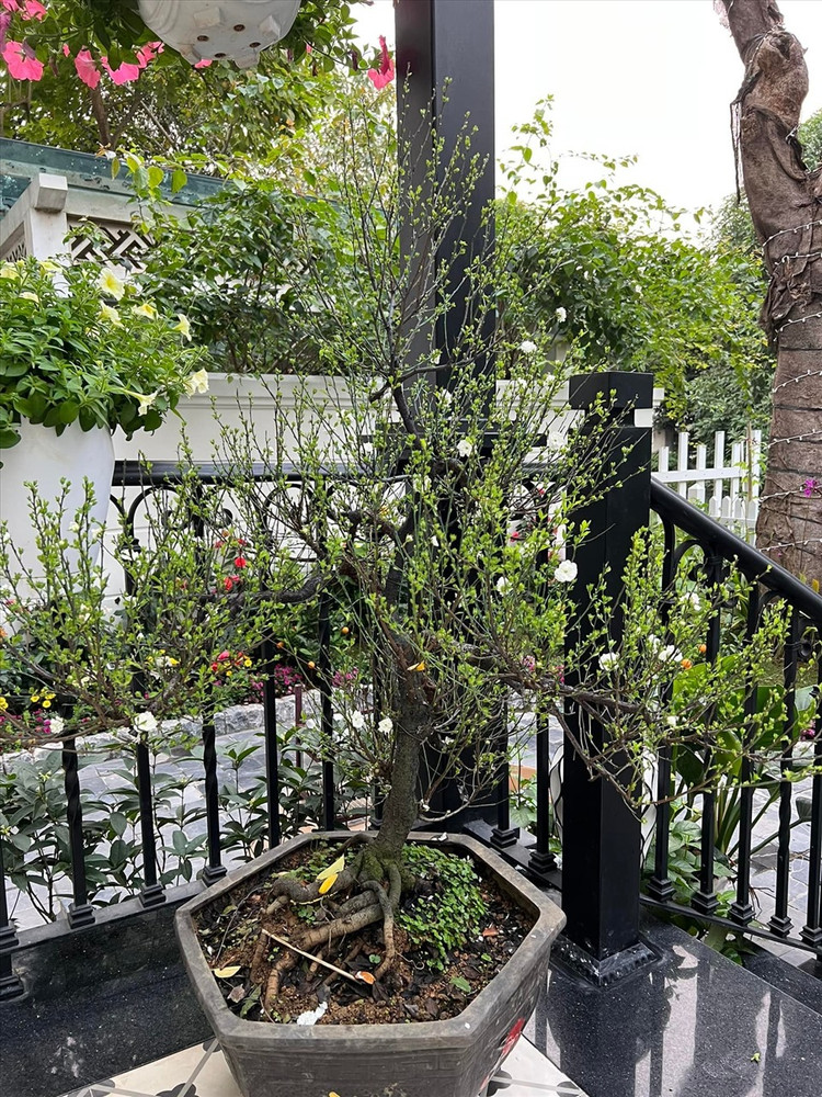 Ngo ngang biet thu “phu sac moi” cua ca si Tuan Hung-Hinh-11