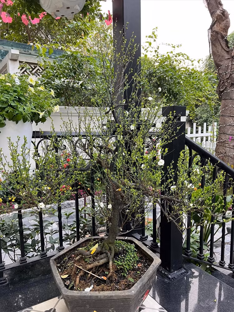 Ngo ngang biet thu “phu sac moi” cua ca si Tuan Hung-Hinh-11