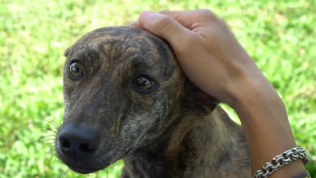 Can canh trang trai cho Phu Quoc bac ty cua nu duoc si Ha Noi-Hinh-12