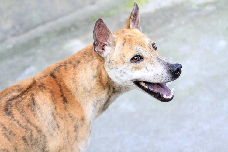 Can canh trang trai cho Phu Quoc bac ty cua nu duoc si Ha Noi-Hinh-6