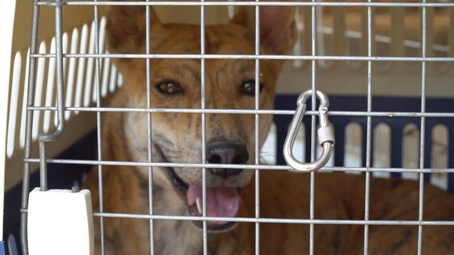 Can canh trang trai cho Phu Quoc bac ty cua nu duoc si Ha Noi-Hinh-4