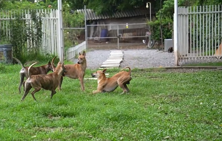 Can canh trang trai cho Phu Quoc bac ty cua nu duoc si Ha Noi-Hinh-8