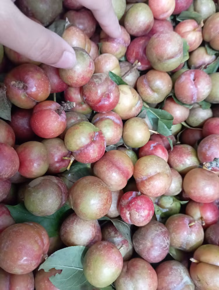 Man hau trai mua gan nua trieu dong/kg van “chay hang”-Hinh-8