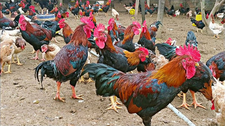 Ga tien vua duoc san lung dip Tet gia “chat” co nao?-Hinh-12