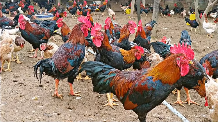 Ga tien vua duoc san lung dip Tet gia “chat” co nao?-Hinh-12