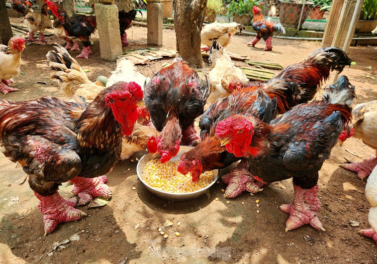 Ga tien vua duoc san lung dip Tet gia “chat” co nao?