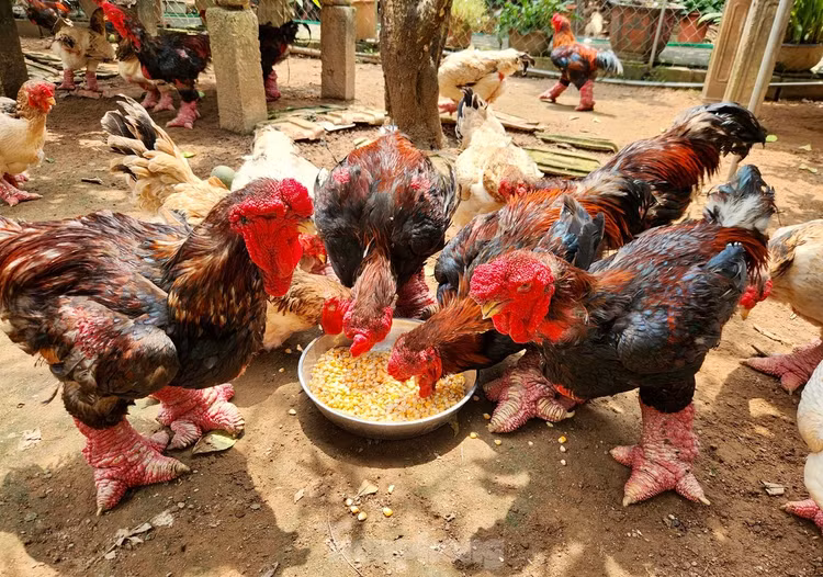 Ga tien vua duoc san lung dip Tet gia “chat” co nao?