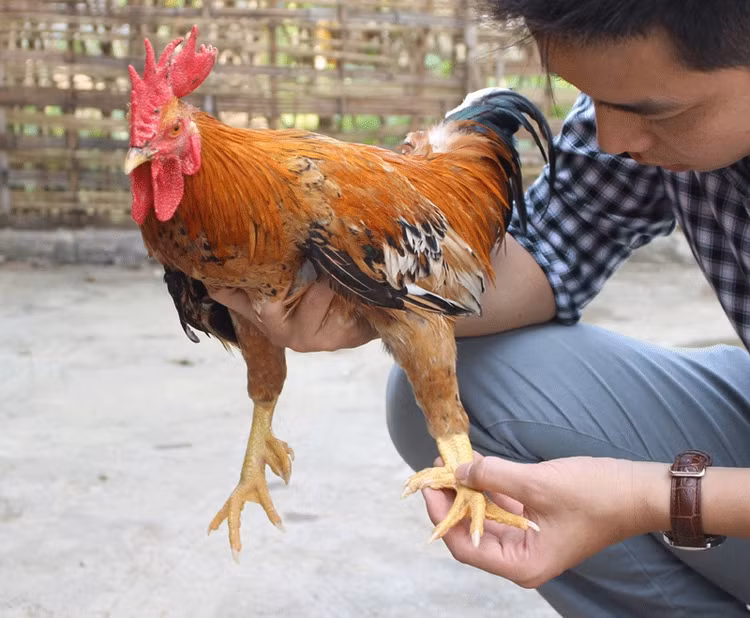 Ga tien vua duoc san lung dip Tet gia “chat” co nao?-Hinh-9