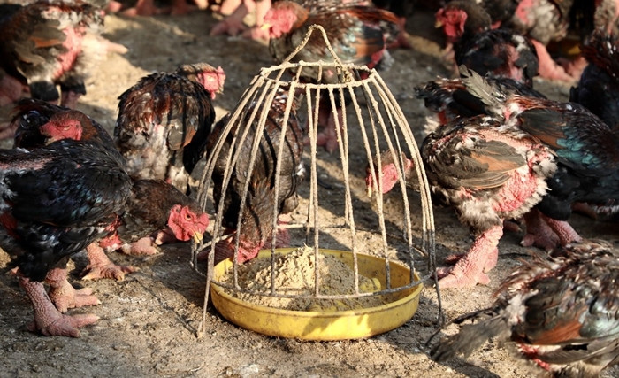 Ga tien vua duoc san lung dip Tet gia “chat” co nao?-Hinh-2