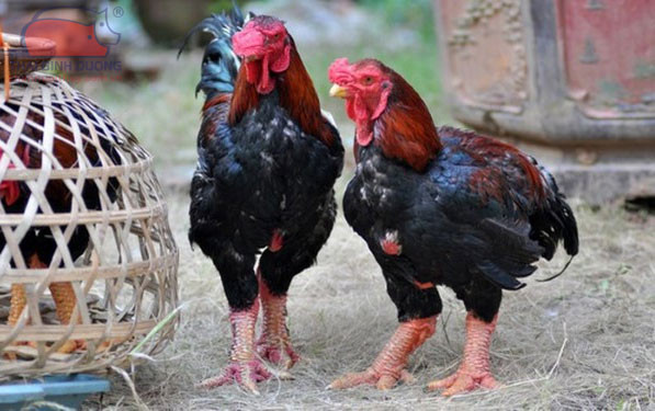 Ga tien vua duoc san lung dip Tet gia “chat” co nao?-Hinh-7