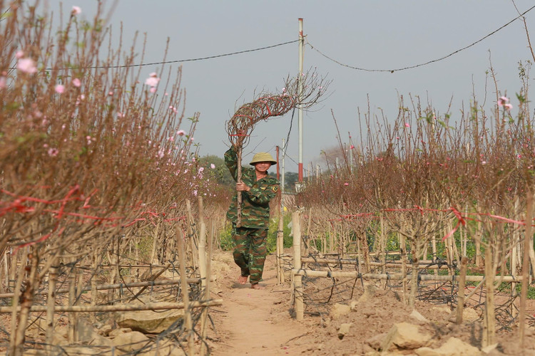 Ngay cuoi nam vao tham nhung vuon dao ven song Hong hoi sinh-Hinh-8