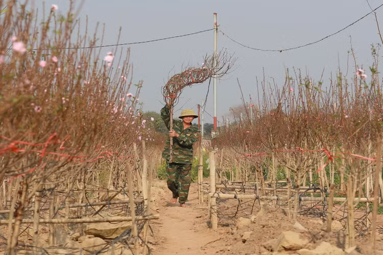 Ngay cuoi nam vao tham nhung vuon dao ven song Hong hoi sinh-Hinh-8