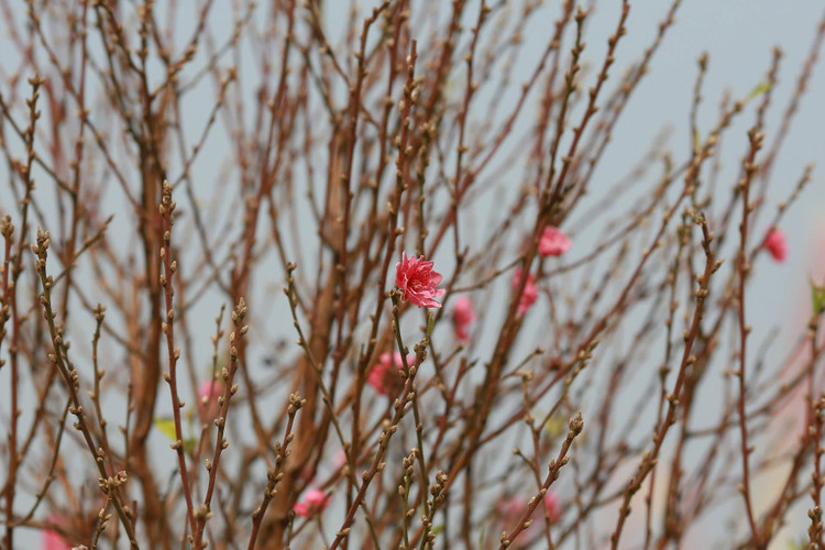 Ngay cuoi nam vao tham nhung vuon dao ven song Hong hoi sinh-Hinh-4