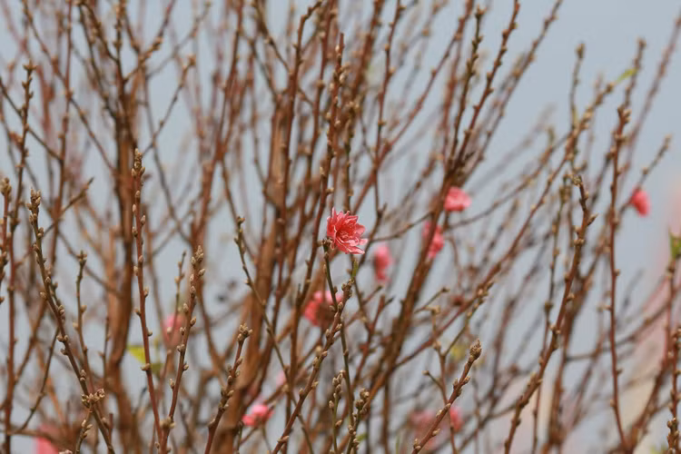 Ngay cuoi nam vao tham nhung vuon dao ven song Hong hoi sinh-Hinh-4