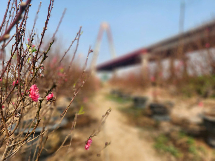 Ngay cuoi nam vao tham nhung vuon dao ven song Hong hoi sinh-Hinh-2