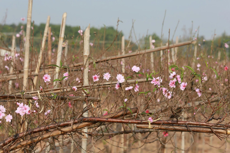 Ngay cuoi nam vao tham nhung vuon dao ven song Hong hoi sinh-Hinh-5