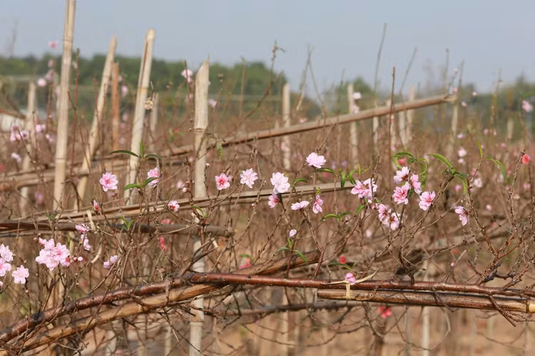 Ngay cuoi nam vao tham nhung vuon dao ven song Hong hoi sinh-Hinh-5