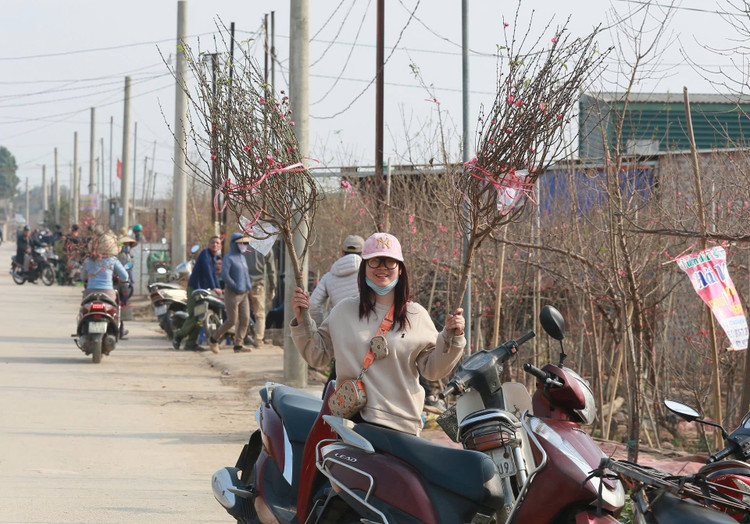 Ngay cuoi nam vao tham nhung vuon dao ven song Hong hoi sinh-Hinh-9