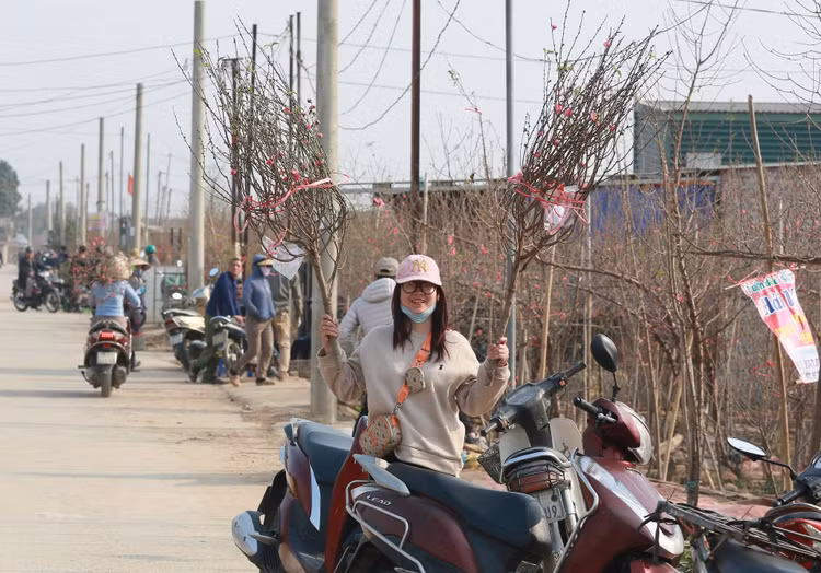 Ngay cuoi nam vao tham nhung vuon dao ven song Hong hoi sinh-Hinh-9