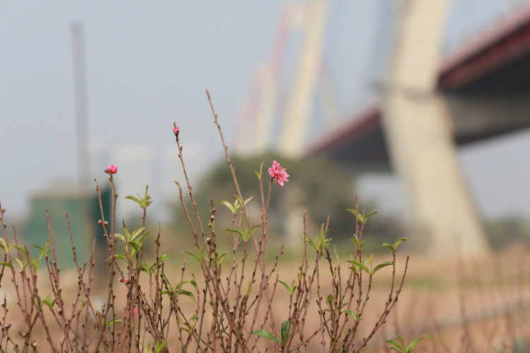 Ngay cuoi nam vao tham nhung vuon dao ven song Hong hoi sinh-Hinh-3