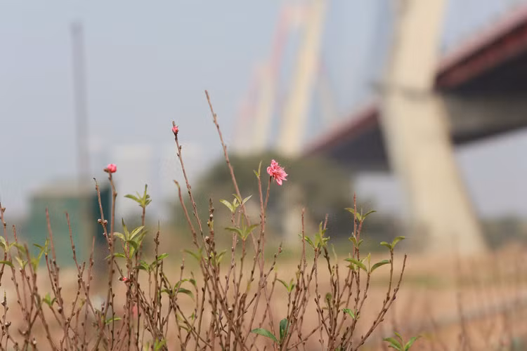 Ngay cuoi nam vao tham nhung vuon dao ven song Hong hoi sinh-Hinh-3