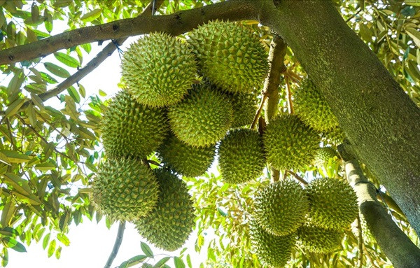 Gia sau rieng bat ngo lao doc