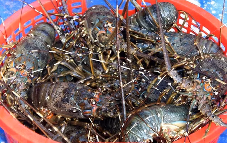 Xuat khau tom sang Trung Quoc tang manh