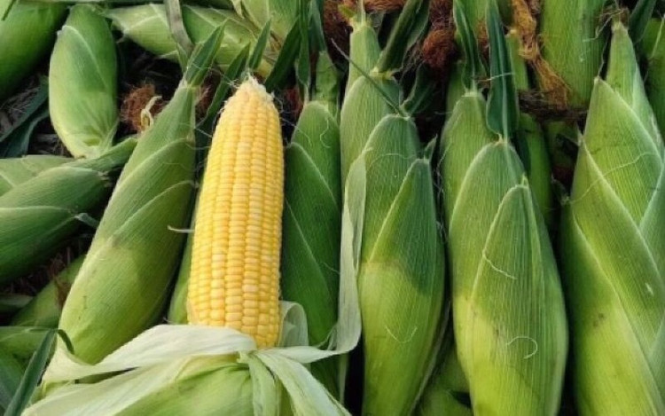 Nhu cau tieu thi cao, gia bap nep tang