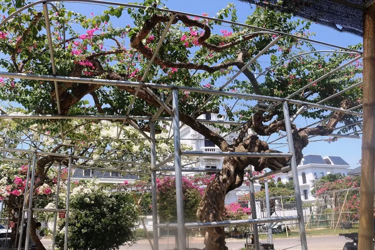 Ngo ngang cay leo rao thanh bonsai gia tram trieu-Hinh-5