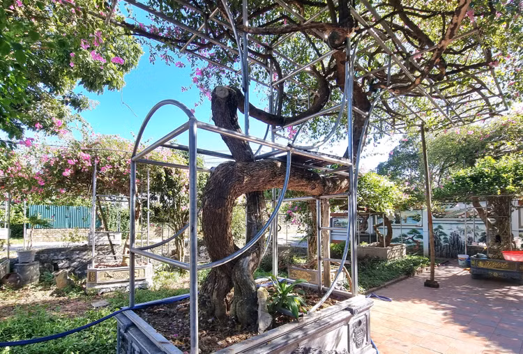 Ngo ngang cay leo rao thanh bonsai gia tram trieu-Hinh-3