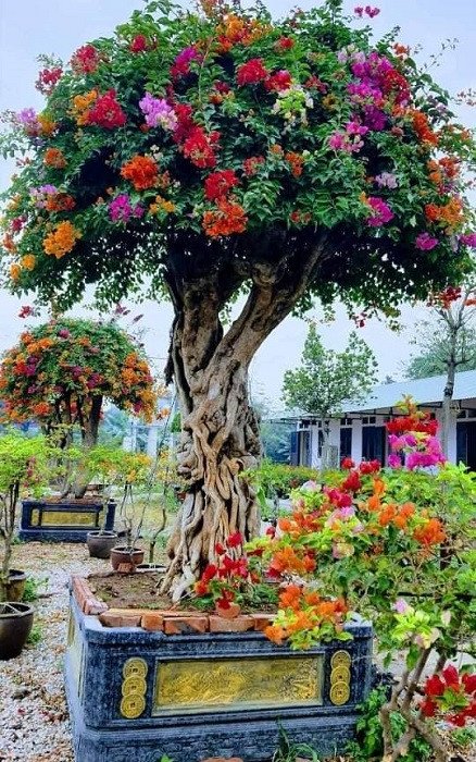 Ngo ngang cay leo rao thanh bonsai gia tram trieu-Hinh-10
