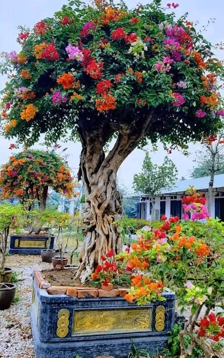 Ngo ngang cay leo rao thanh bonsai gia tram trieu-Hinh-10