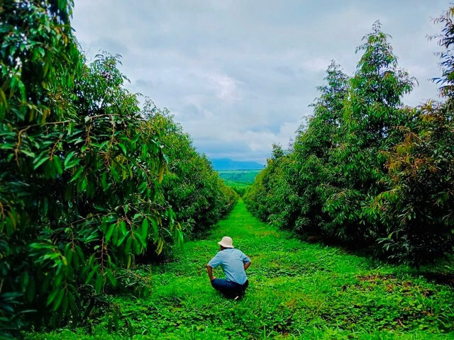 Can canh vuon sau rieng 1.200 ha sieu loi nhuan cua bau Duc-Hinh-3