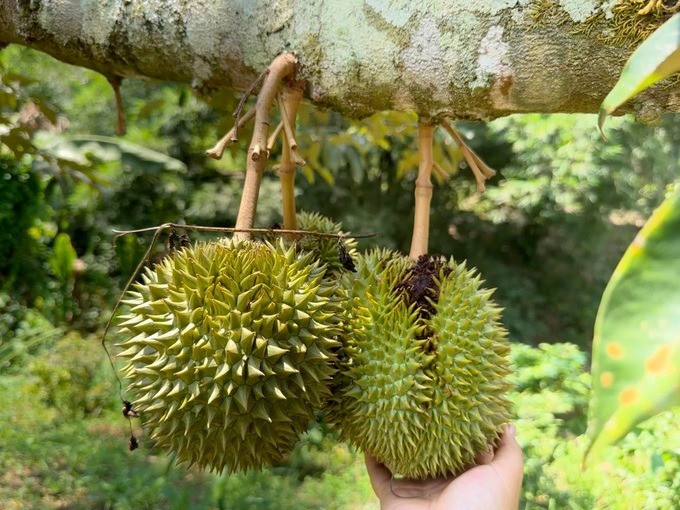 Can canh vuon sau rieng 1.200 ha sieu loi nhuan cua bau Duc-Hinh-4