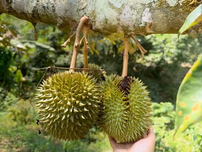 Can canh vuon sau rieng 1.200 ha sieu loi nhuan cua bau Duc-Hinh-4